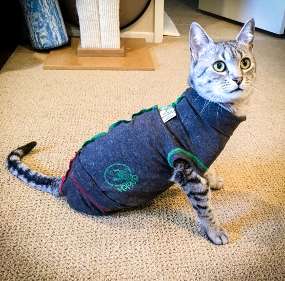 EPBOT: New & Improved DIY Cat Onesie: Skip The Cone & Make This